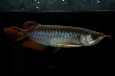 画像5: チリレッド NO.25（インドネシア産） (5)