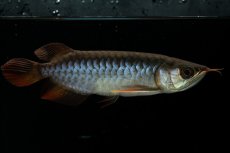 画像4: チリレッド NO.25（インドネシア産） (4)