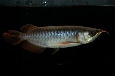 画像1: チリレッド NO.25（インドネシア産） (1)