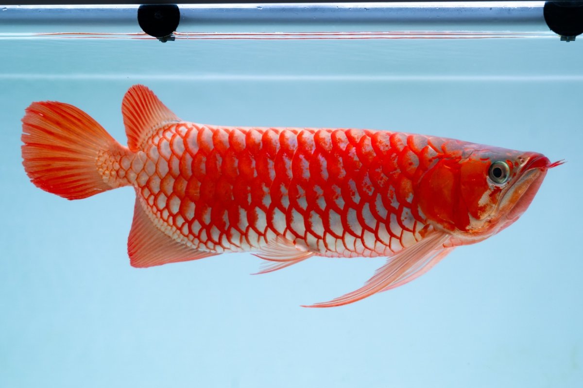 画像3: スーパーレッド（アルファ）  NO.49 (3)