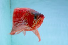 画像8: スーパーレッド（アルファ）  NO.49 (8)