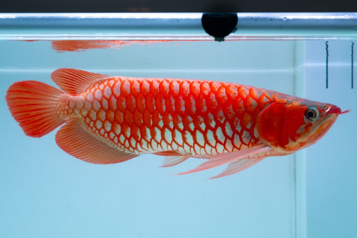 画像1: スーパーレッド（アルファ）  NO.49 (1)