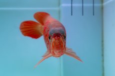 画像9: スーパーレッド（アルファ）  NO.49 (9)