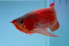 画像10: スーパーレッド（アルファ）  NO.49 (10)