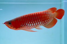 画像2: スーパーレッド（アルファ）  NO.49 (2)