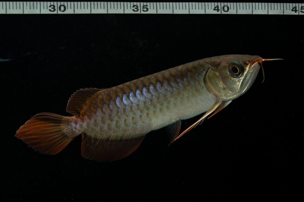 画像11: チリレッド NO.26（インドネシア産） (11)