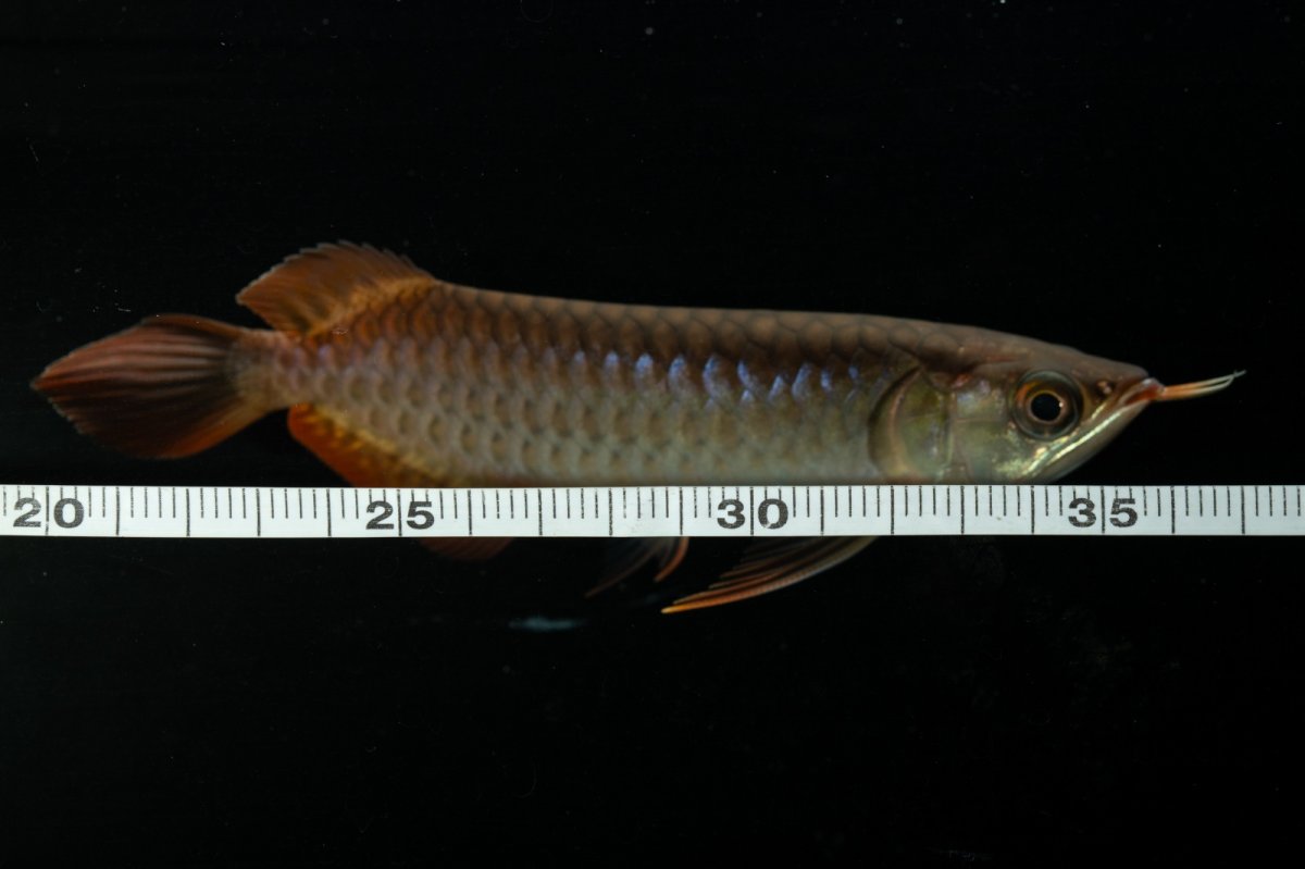 画像9: チリレッド NO.26（インドネシア産） (9)