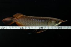 画像9: チリレッド NO.26（インドネシア産） (9)