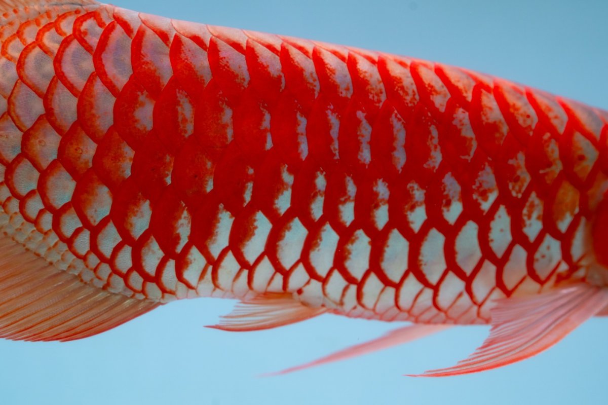 画像14: スーパーレッド（アルファ）  NO.49 (14)