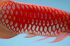 画像14: スーパーレッド（アルファ）  NO.49 (14)