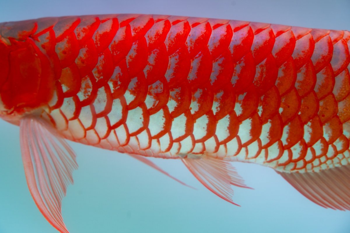 画像13: スーパーレッド（アルファ）  NO.49 (13)