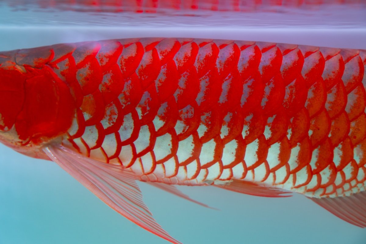 画像12: スーパーレッド（アルファ）  NO.49 (12)