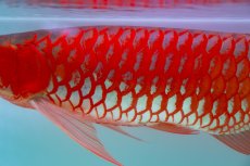 画像12: スーパーレッド（アルファ）  NO.49 (12)