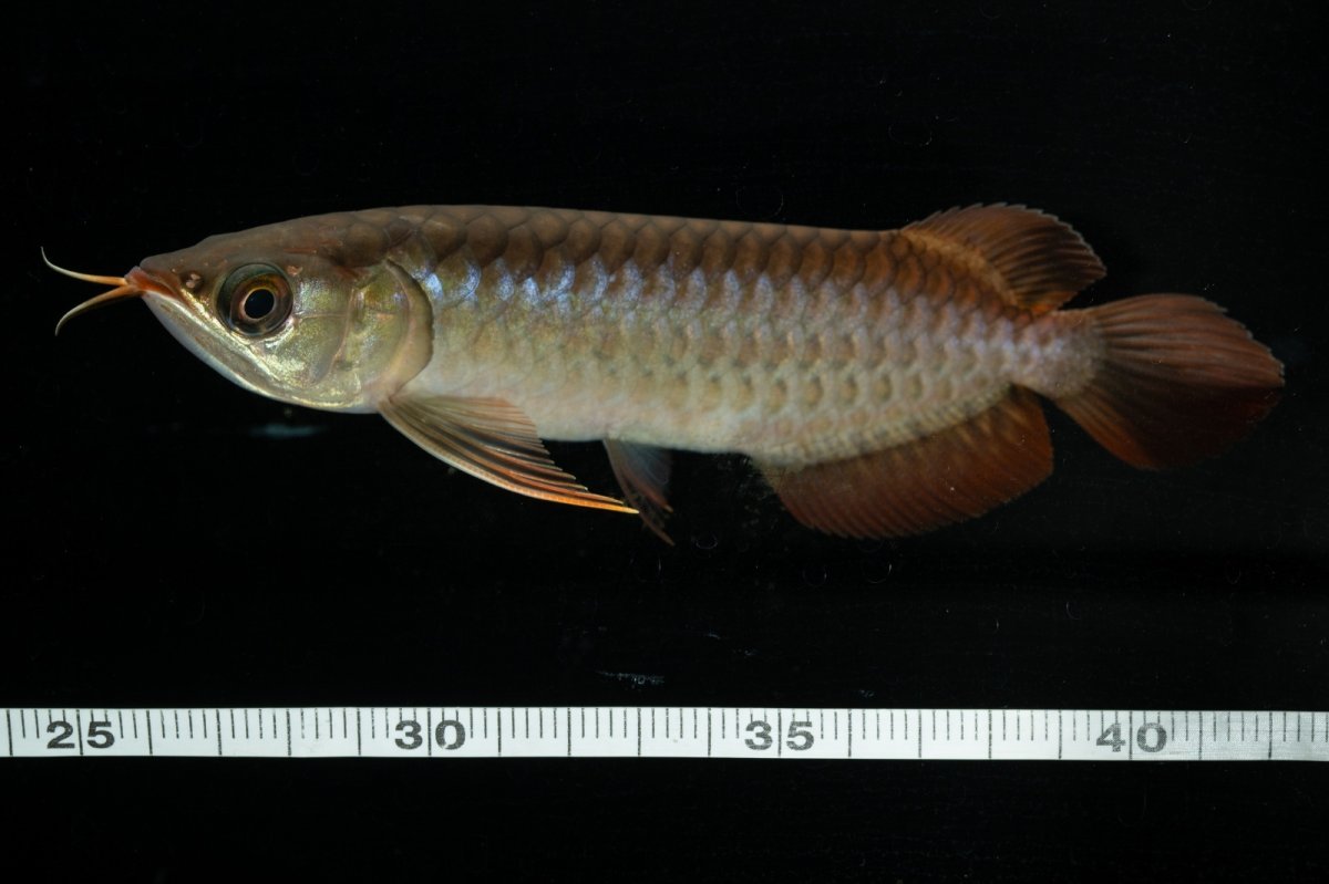 画像8: チリレッド NO.26（インドネシア産） (8)