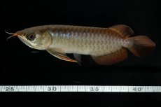 画像8: チリレッド NO.26（インドネシア産） (8)