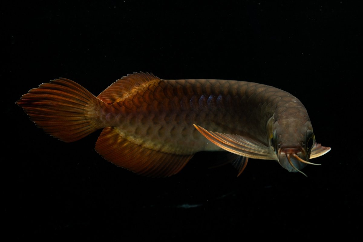 画像7: チリレッド NO.26（インドネシア産） (7)