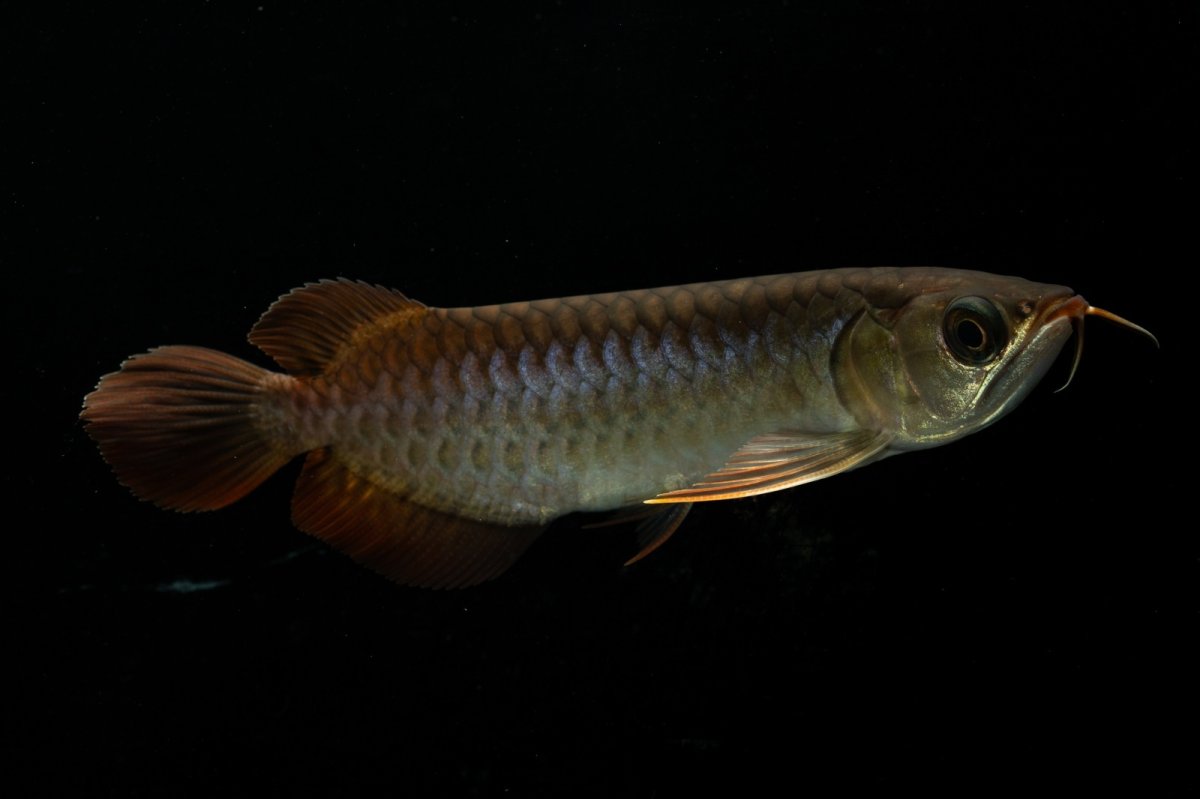 画像6: チリレッド NO.26（インドネシア産） (6)