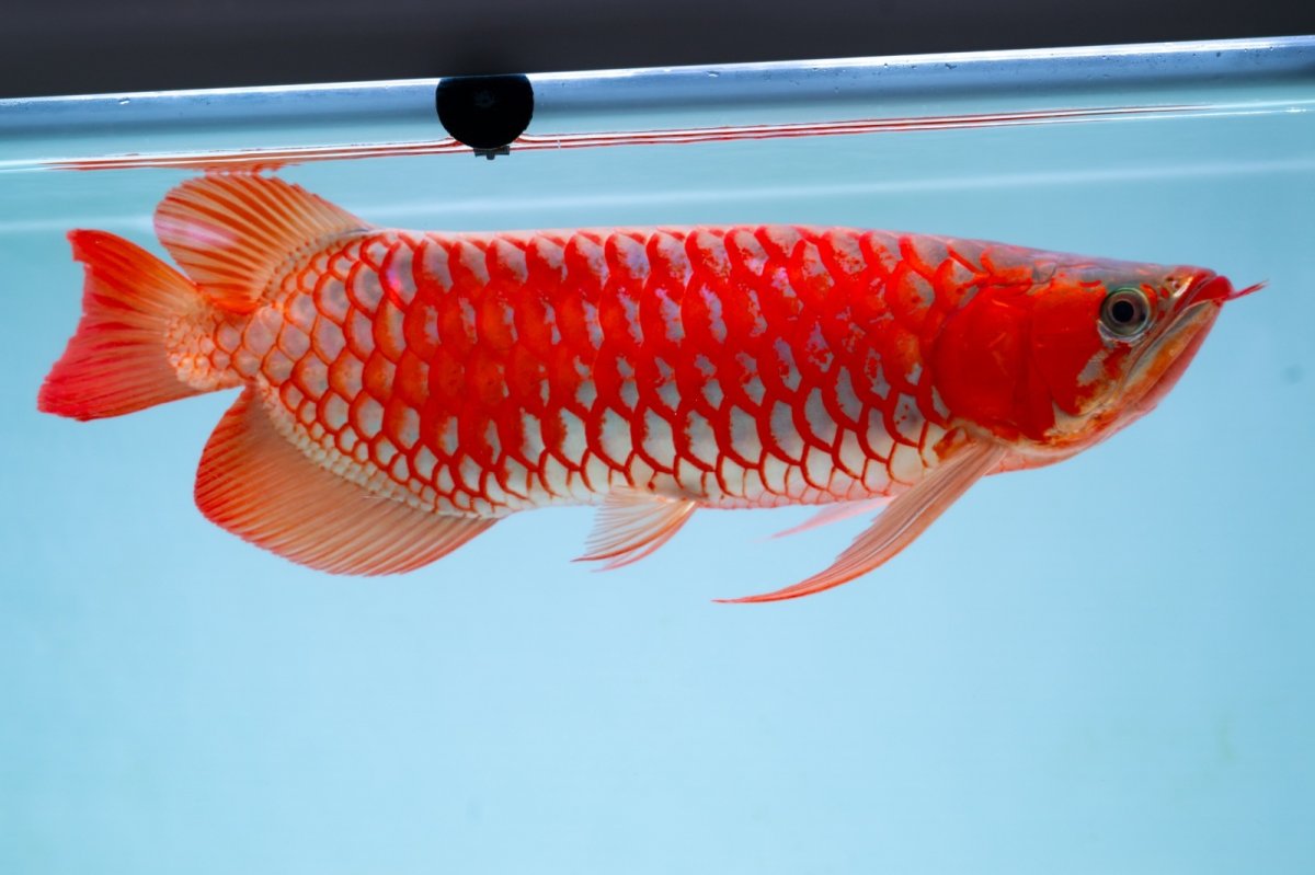 画像4: スーパーレッド（アルファ）  NO.49 (4)