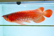 画像5: スーパーレッド（アルファ）  NO.49 (5)