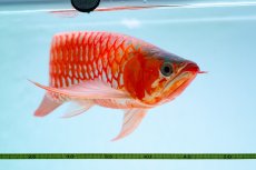 画像11: スーパーレッド（アルファ）  NO.49 (11)