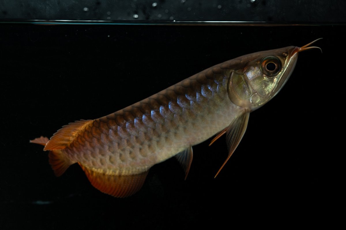 画像5: チリレッド NO.26（インドネシア産） (5)