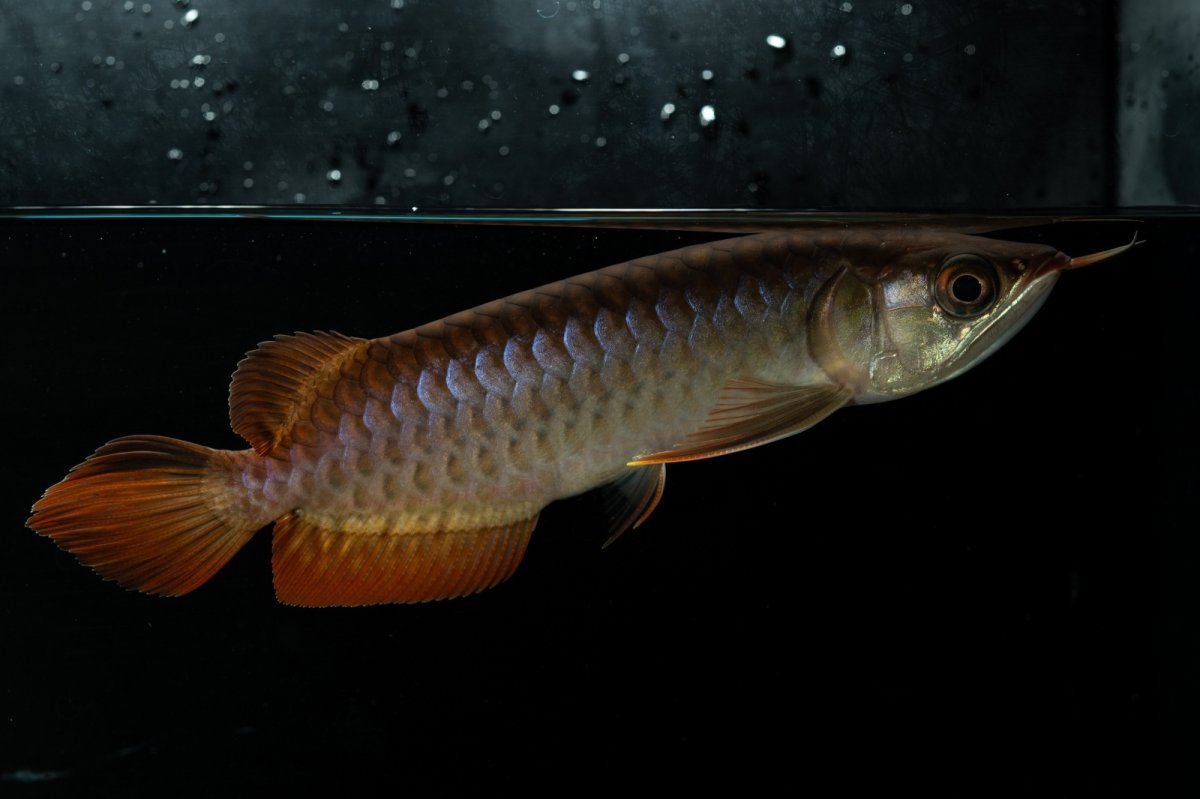 画像3: チリレッド NO.26（インドネシア産） (3)