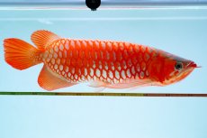 画像6: スーパーレッド（アルファ）  NO.49 (6)