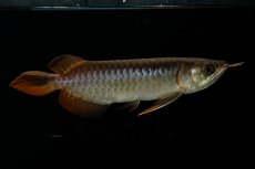 画像1: チリレッド NO.26（インドネシア産） (1)