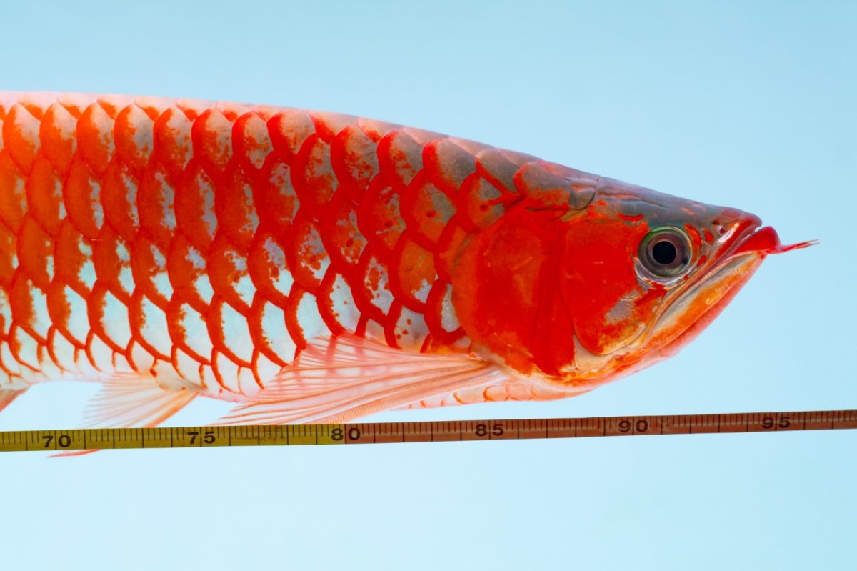 画像7: スーパーレッド（アルファ）  NO.49 (7)