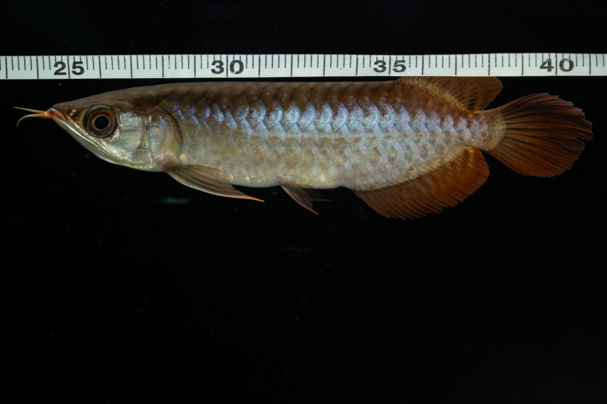 画像10: チリレッド NO.27（インドネシア産） (10)