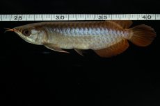 画像10: チリレッド NO.27（インドネシア産） (10)