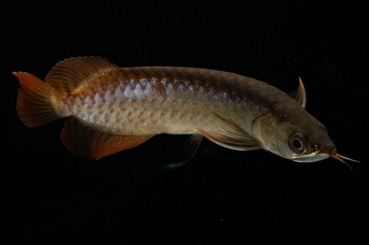 画像6: チリレッド NO.27（インドネシア産） (6)