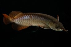 画像6: チリレッド NO.27（インドネシア産） (6)