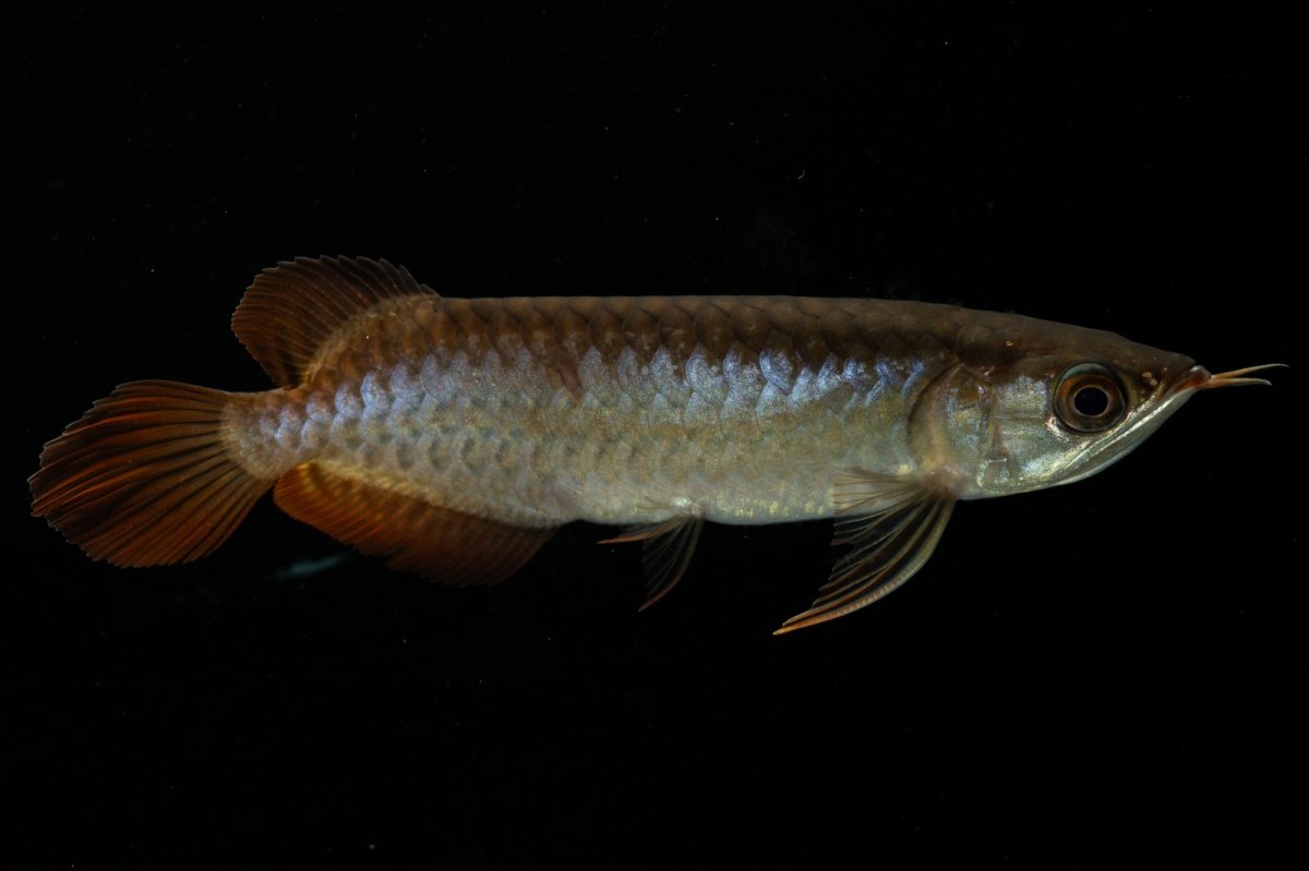 画像4: チリレッド NO.27（インドネシア産） (4)