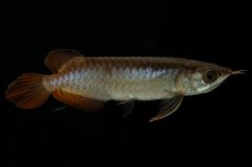 画像4: チリレッド NO.27（インドネシア産） (4)