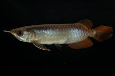 画像1: チリレッド NO.27（インドネシア産） (1)