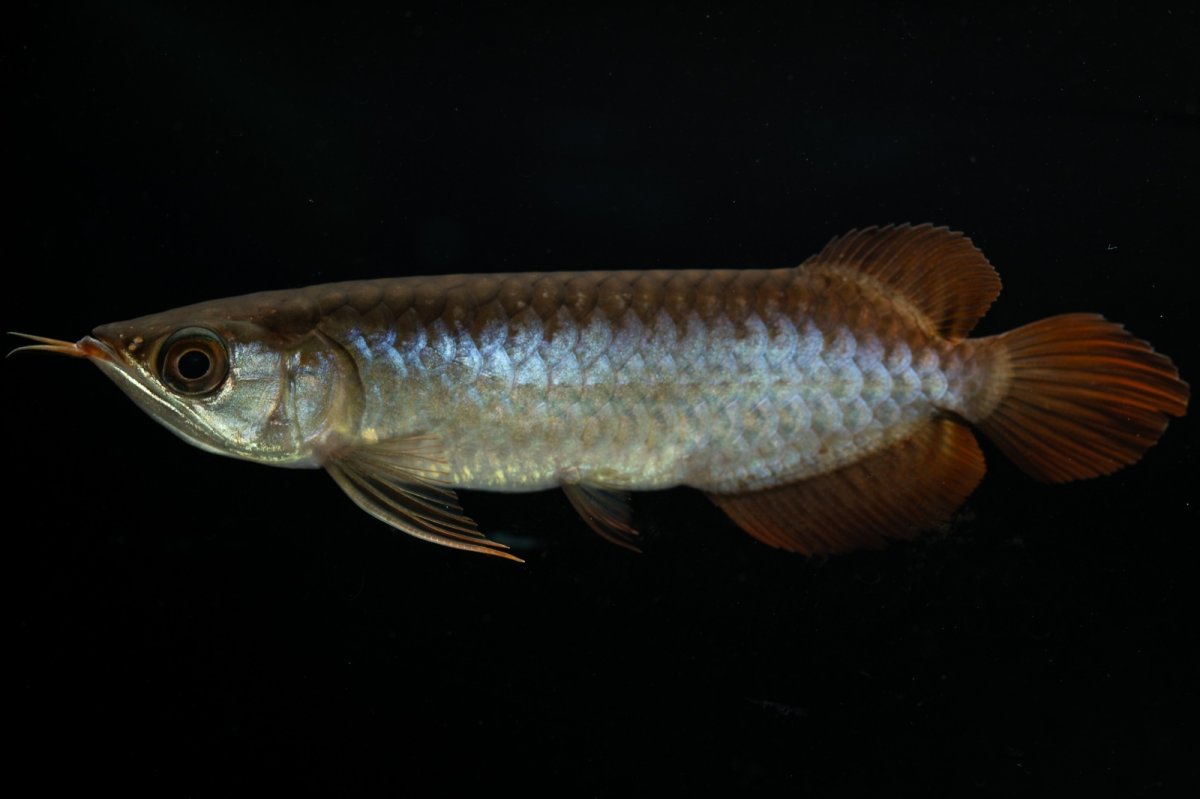 画像7: チリレッド NO.27（インドネシア産） (7)