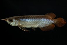 画像7: チリレッド NO.27（インドネシア産） (7)