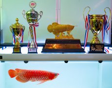 画像15: スーパーレッド（アルファ）  NO.49 (15)