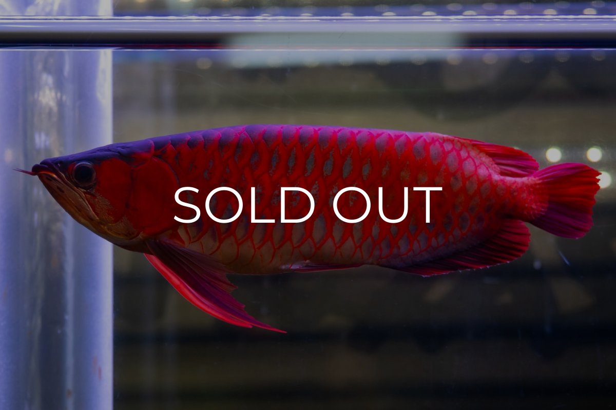 画像1: スーパーレッド  NO.47 (1)