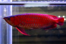 画像1: スーパーレッド  NO.47 (1)