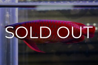 スーパーレッド（アルファ） NO.49 - アジアアロワナ専門店ラフレシア