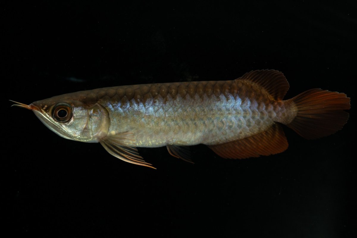 画像5: チリレッド NO.27（インドネシア産） (5)