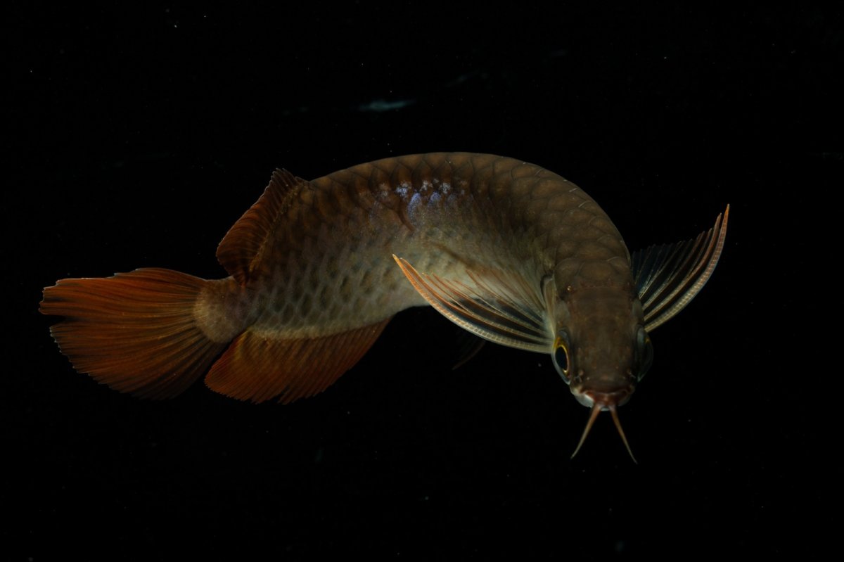 画像8: チリレッド NO.27（インドネシア産） (8)