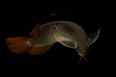 画像8: チリレッド NO.27（インドネシア産） (8)