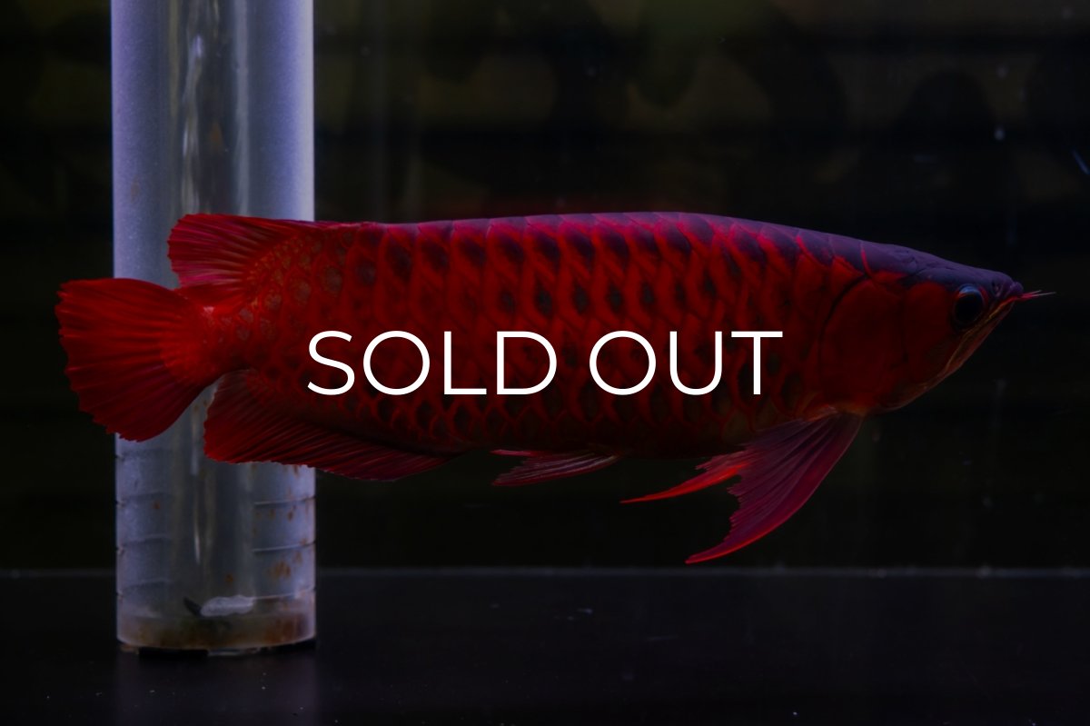 画像5: スーパーレッド  NO.47 (5)