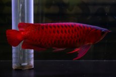 画像5: スーパーレッド  NO.47 (5)