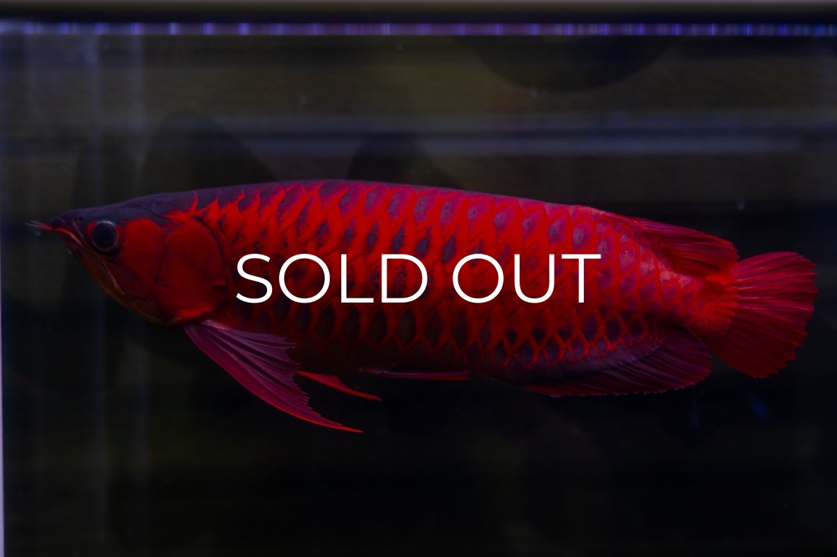 画像3: スーパーレッド  NO.47 (3)