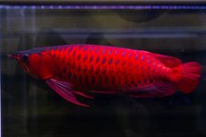 画像3: スーパーレッド  NO.47 (3)