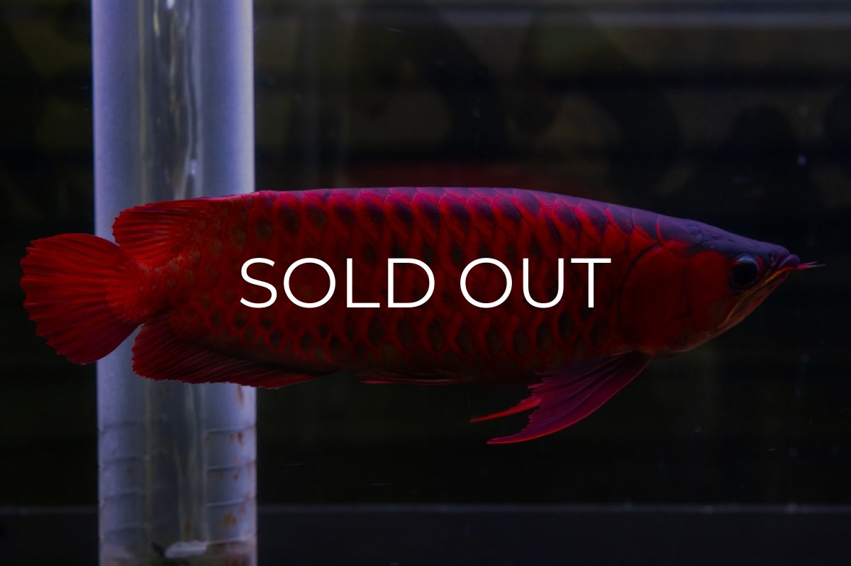 画像4: スーパーレッド  NO.47 (4)